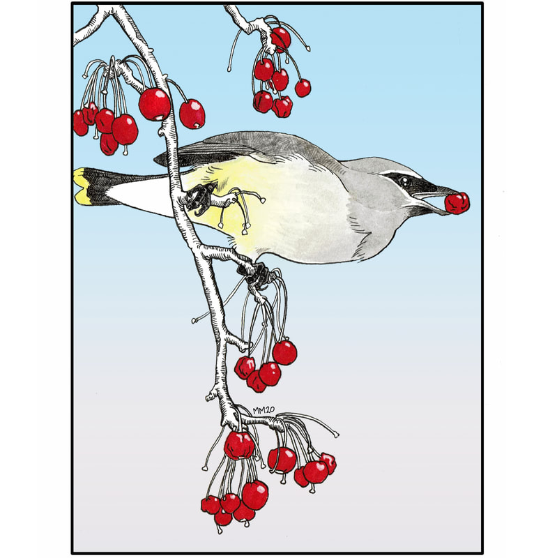 Ink portrait of a Cedar Waxwing eating red berries by the artist Megan Massa.