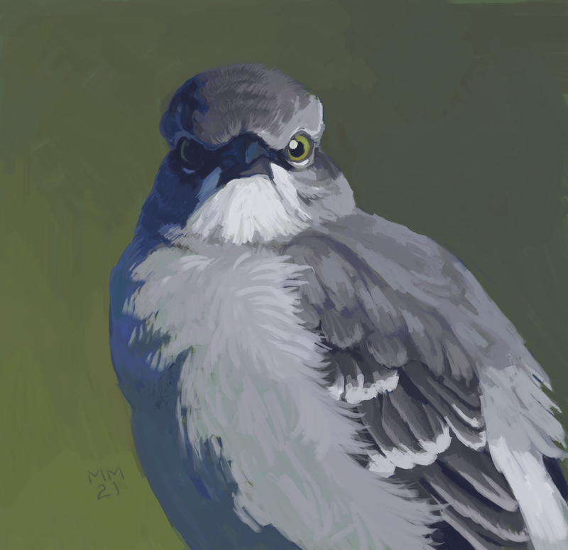 Digital portrait of a Northern Mockingbird by the artist Megan Massa.
