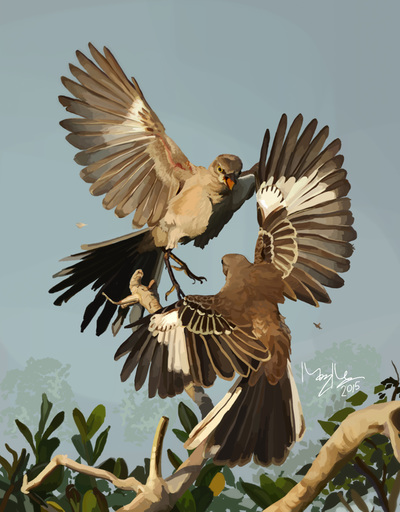 Digital portrait of two fighting Northern Mockingbirds by the artist Megan Massa.