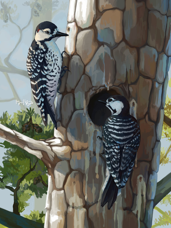 Digital portrait of a male and female Red-cockaded Woodpecker by the artist Megan Massa.