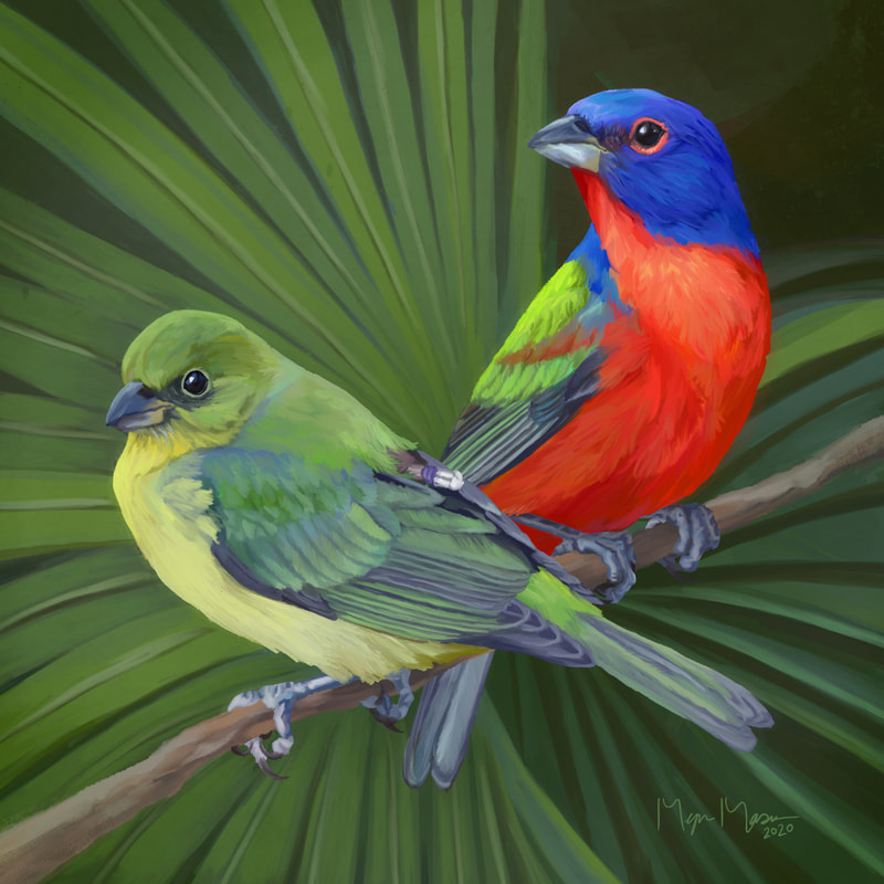 Digital portrait of a pale and female Painted Bunting wearing light-level geolocators by the artist Megan Massa.