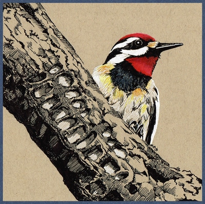 Ink and colored pencil portrait of a Yellow-bellied Sapsucker on a branch by the artist Megan Massa.